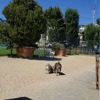Eureka Valley Dog Play Area ico