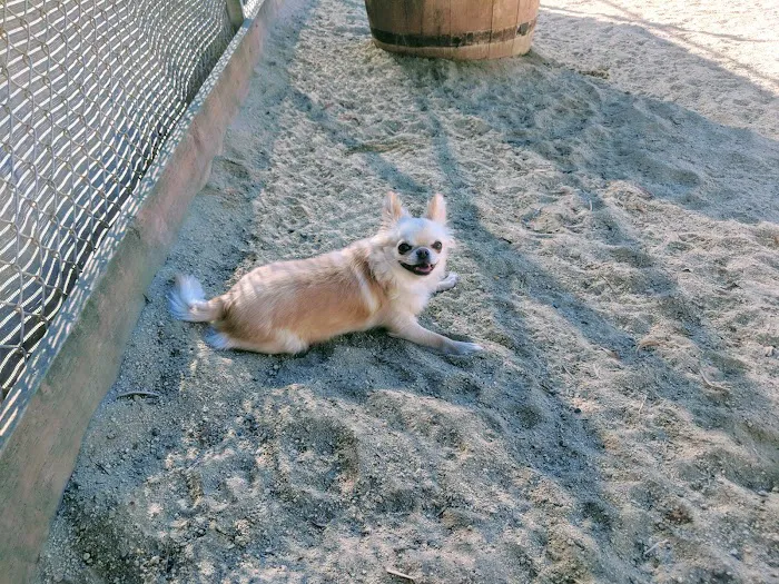 Eureka Valley Dog Play Area 6