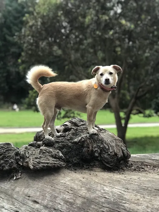 Dog Park | Pine Lake Park 7
