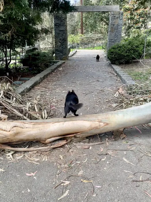 Dog Park | Pine Lake Park 9