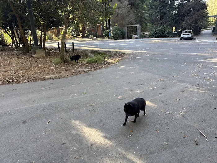 Dog Park | Pine Lake Park 3