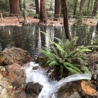 Dog Park | Pine Lake Park ico