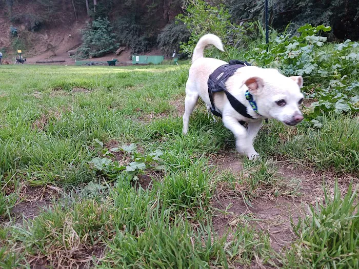 Upper Douglass Dog Play Area 10
