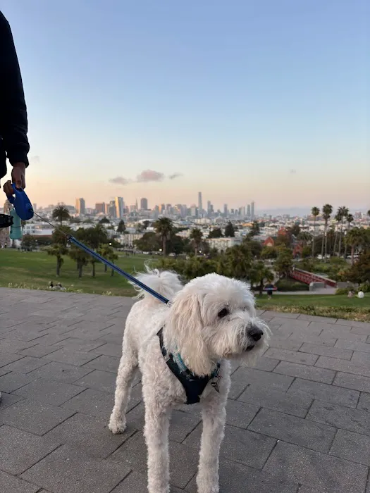 Mission Dolores Dog Play Area South 1