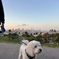 Mission Dolores Dog Play Area South ico