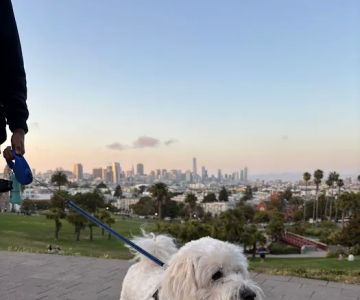 Mission Dolores Dog Play Area South