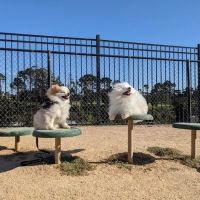 Dog Agility Park ico