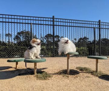 Dog Agility Park