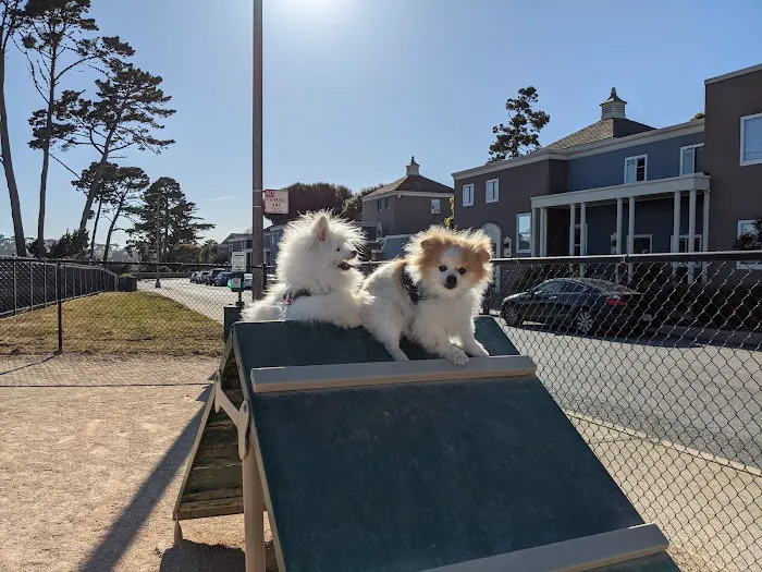 Dog Agility Park 7