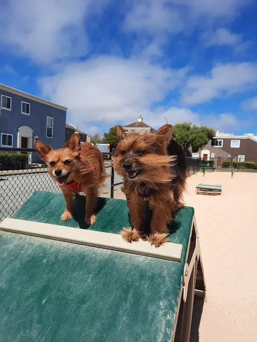 Dog Agility Park 10