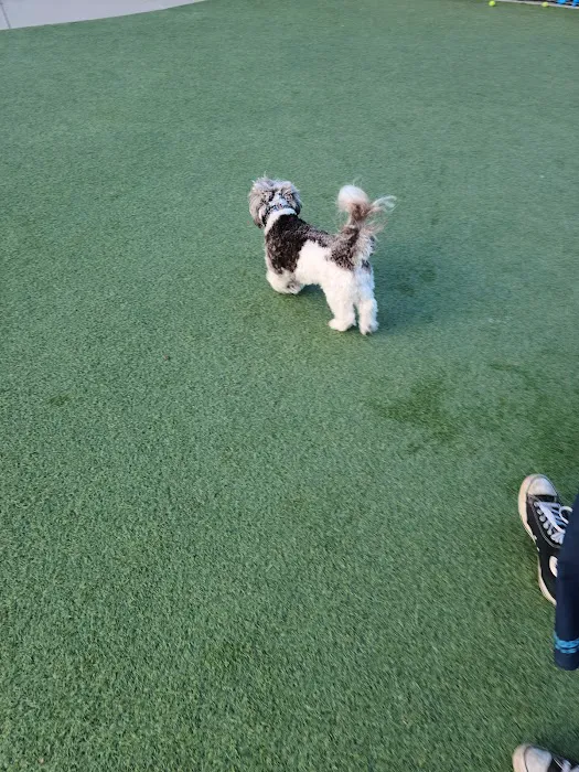 Walter Haas Dog Play Area 2