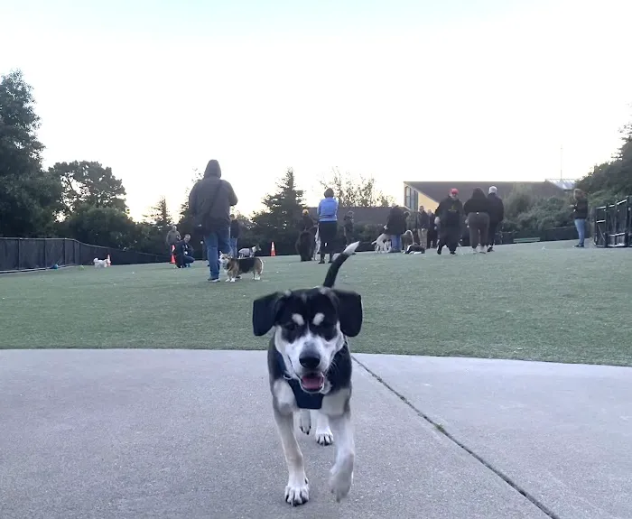 Walter Haas Dog Play Area 6