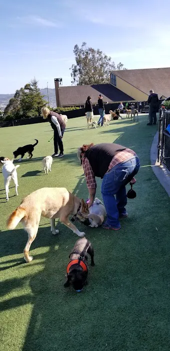 Walter Haas Dog Play Area 1