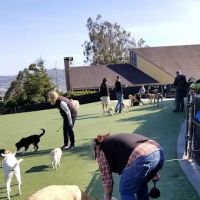 Walter Haas Dog Play Area ico