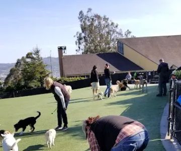 Walter Haas Dog Play Area