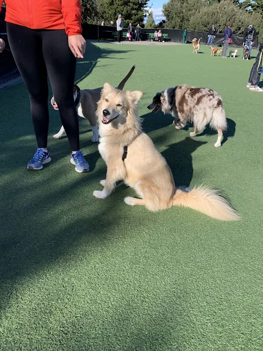 Walter Haas Dog Play Area 8