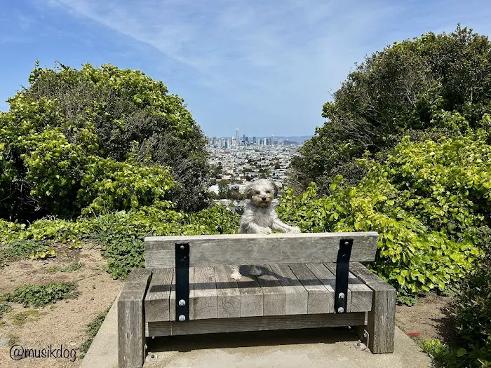 Walter Haas Dog Play Area 3