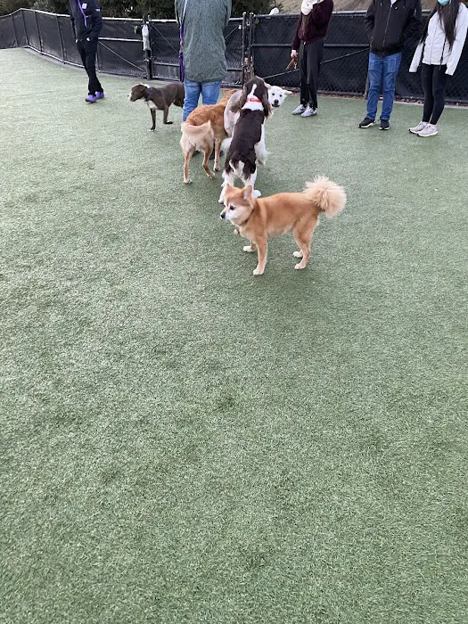 Walter Haas Dog Play Area 9
