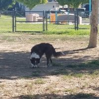 Swanson Centennial Park ico