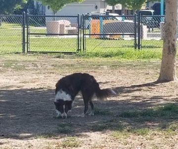 Swanson Centennial Park