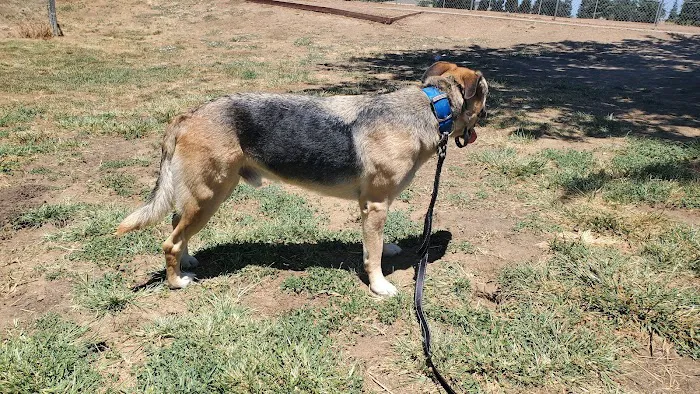 Patterson Dog Park 4
