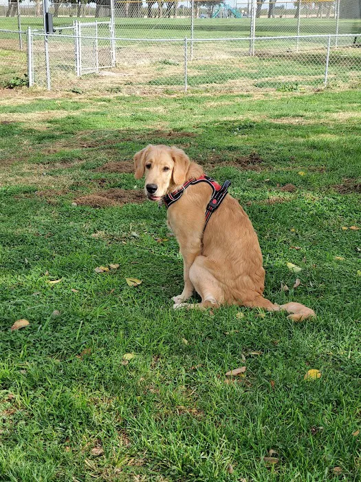 Patterson Dog Park 7