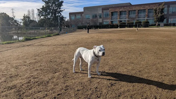Shore Dogs Park 4