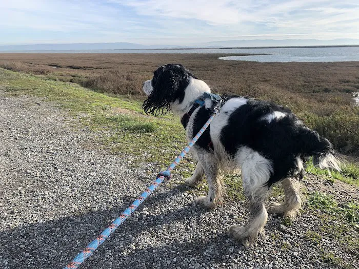 Shore Dogs Park 2