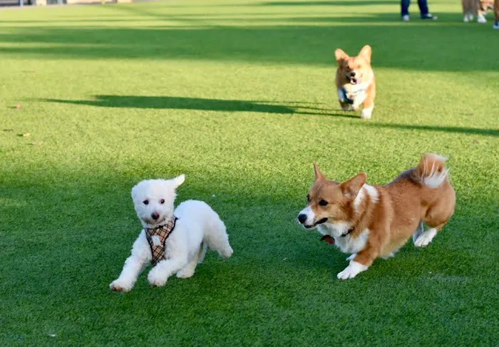 Foster City Dog Park 5