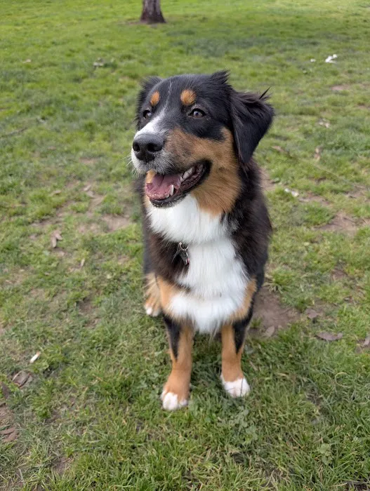 Los Prados Dog Park 1