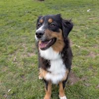 Los Prados Dog Park ico