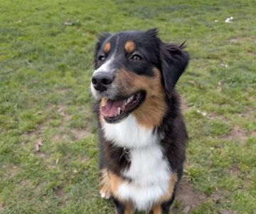 Los Prados Dog Park