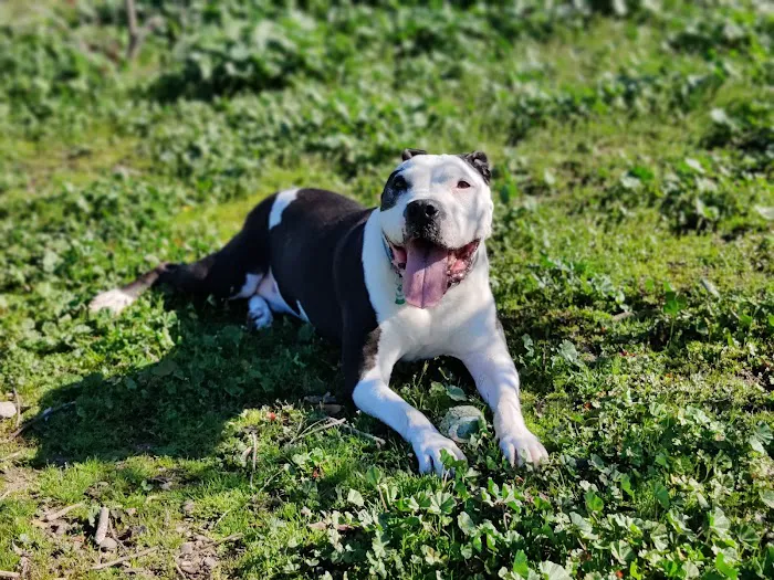 Burlingame Dog Exercise Park 6