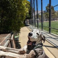 Upper Noe Dog Play Area ico