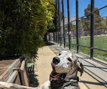 Upper Noe Dog Play Area