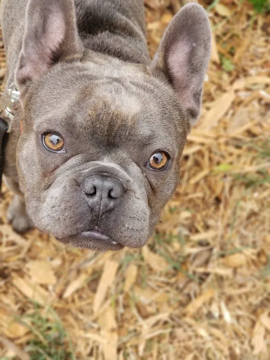 St. Mary's Dog Park 2
