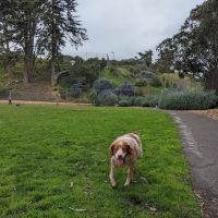 St. Mary's Dog Park ico