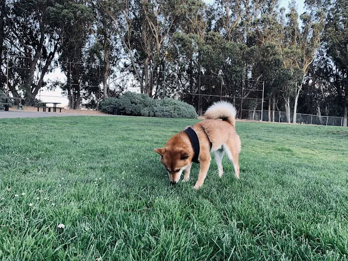 St. Mary's Dog Park 5