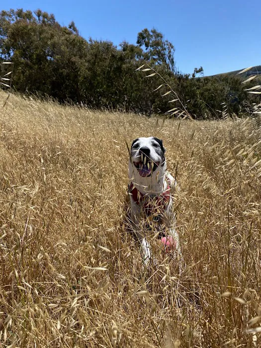 McLaren Park Dog Play Area 2