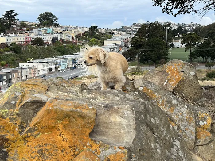 McLaren Park Dog Play Area 4