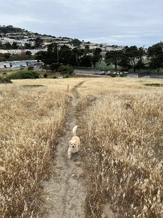 McLaren Park Dog Play Area 5