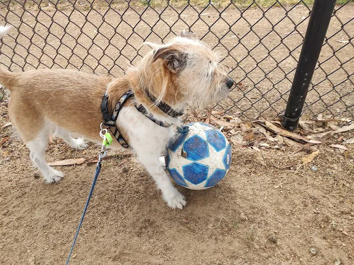 McLaren Park Dog Play Area 3