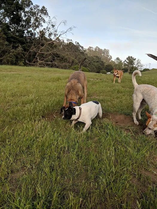 McLaren Park Dog Play Area 2 1