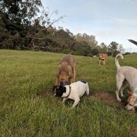 McLaren Park Dog Play Area 2 ico