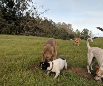 McLaren Park Dog Play Area 2