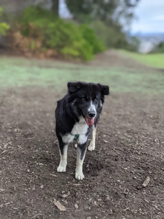 McLaren Park Dog Play Area 2 9