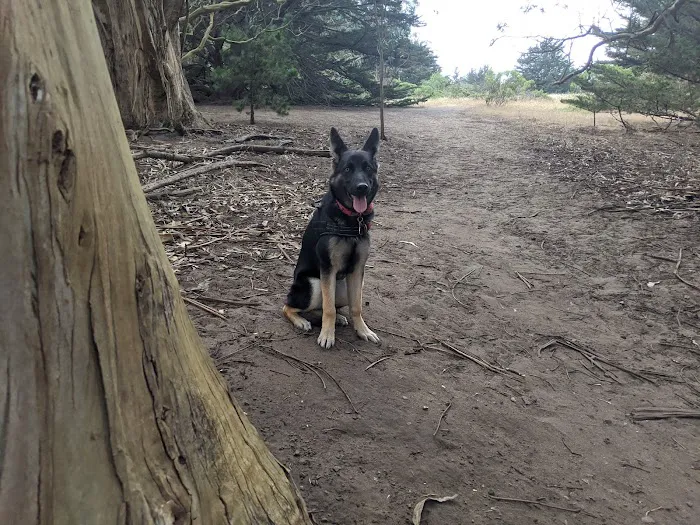 McLaren Park Dog Play Area 2 7