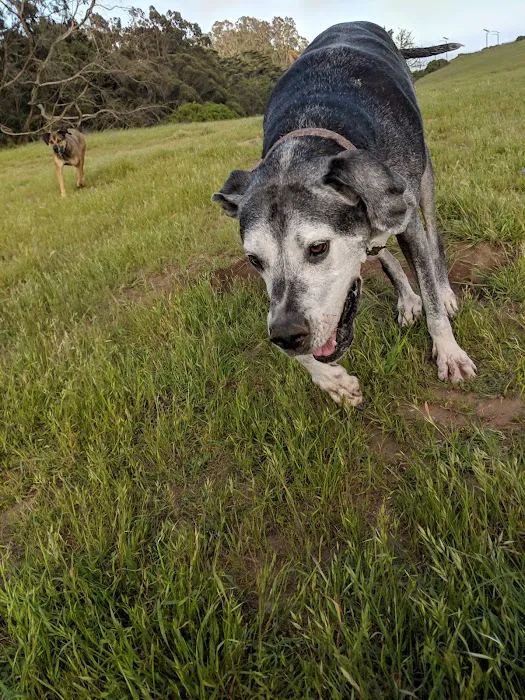 McLaren Park Dog Play Area 2 10