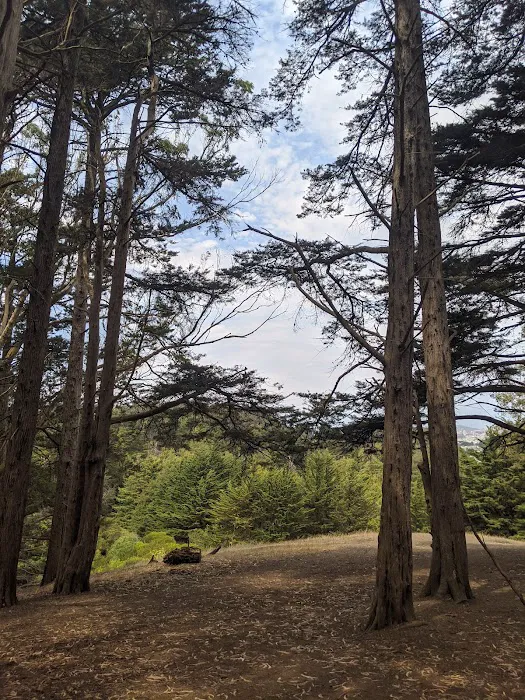McLaren Park Dog Play Area 2 8