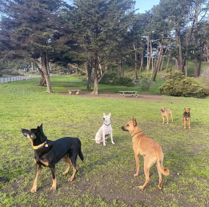 McLaren Park Dog Play Area 2 2